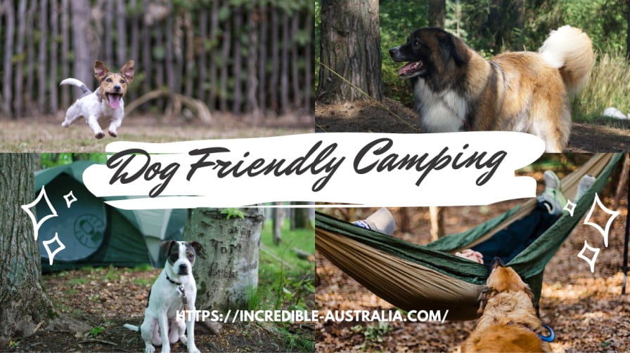 Read more about the article 3 Things You Should Know When Going Dog Friendly Camping