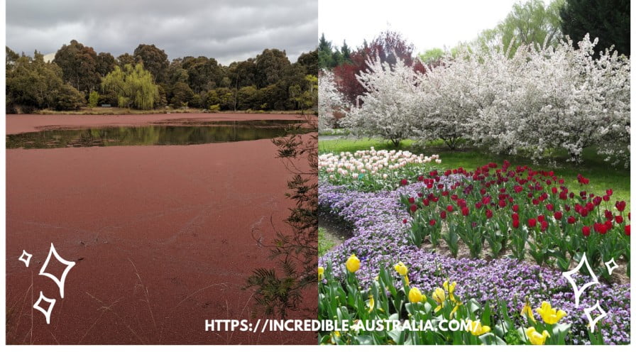 Left side is Pink Lake and Right side is Tulip Top Garden
