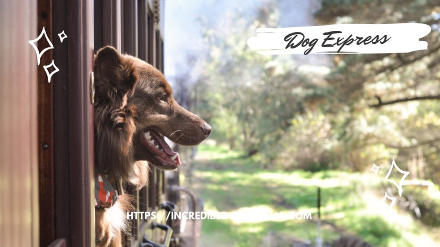 Dog Express only at Puffing Billy