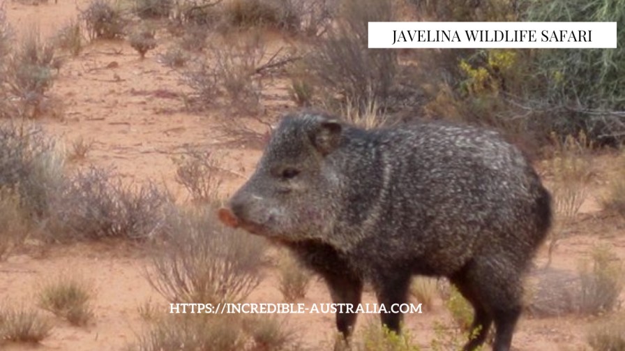 Javelina Wildlife Safari - Things to do in Sedona