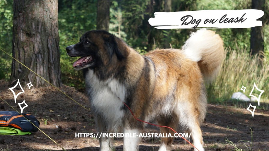Dog on Leash - Pet Friendly Camping