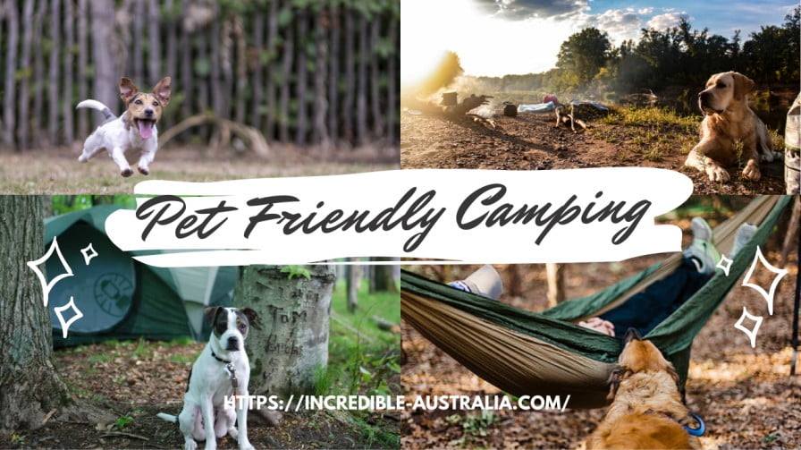 Pet Friendly Camping