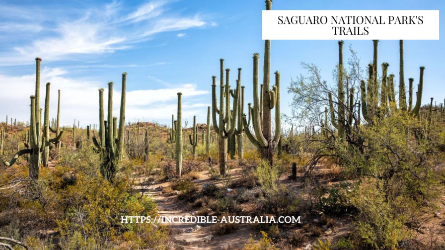 Saguaro National Park's Trails - unique things to do in Tucson