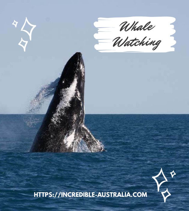 Whale Watching Broome