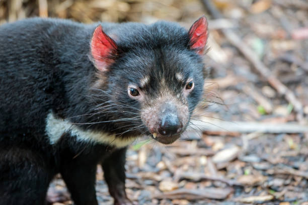 Tasmanian Devil (Sarcophilus harrisii) is a Weird and Wonderful Wildlife of Australia.