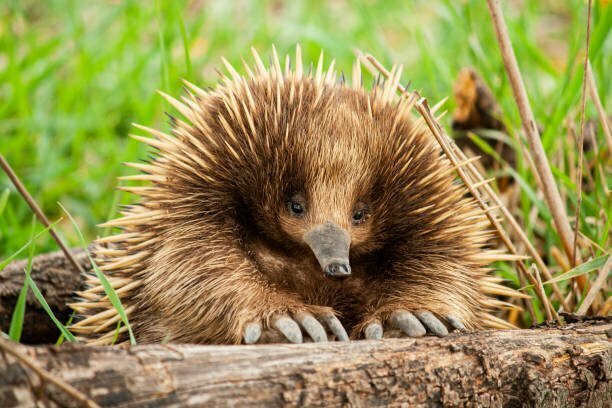 Echidna (Tachyglossus aculeatus) is a Weird and Wonderful Wildlife of Australia