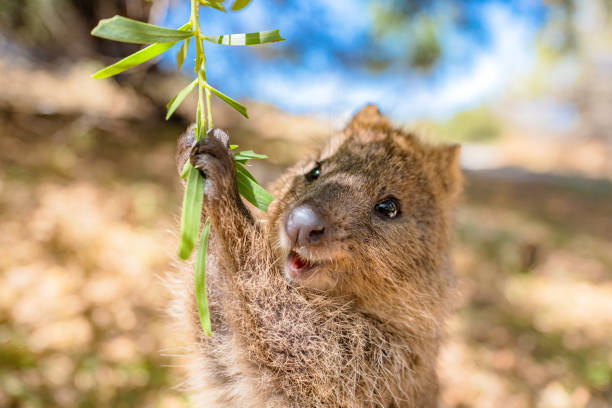 Quokka (Setonix brachyurus) is a Weird and Wonderful Wildlife of Australia