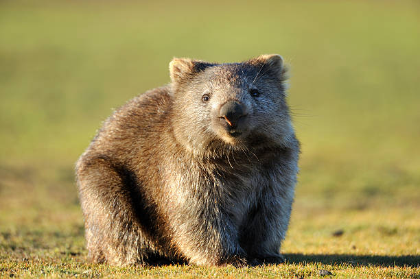 Wombat (Vombatidae) is a Weird and Wonderful Wildlife of Australia