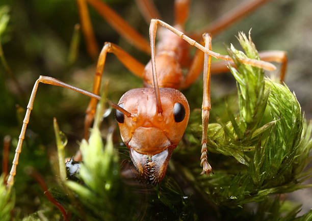 Green Tree Ant (Oecophylla smaragdina) is a Weird and Wonderful Wildlife of Australia