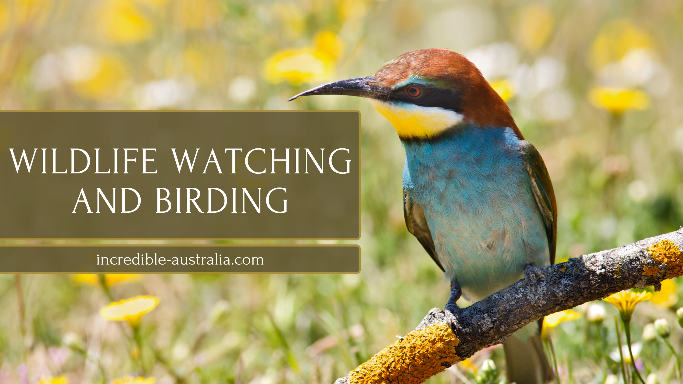 Wildlife Watching and Birding