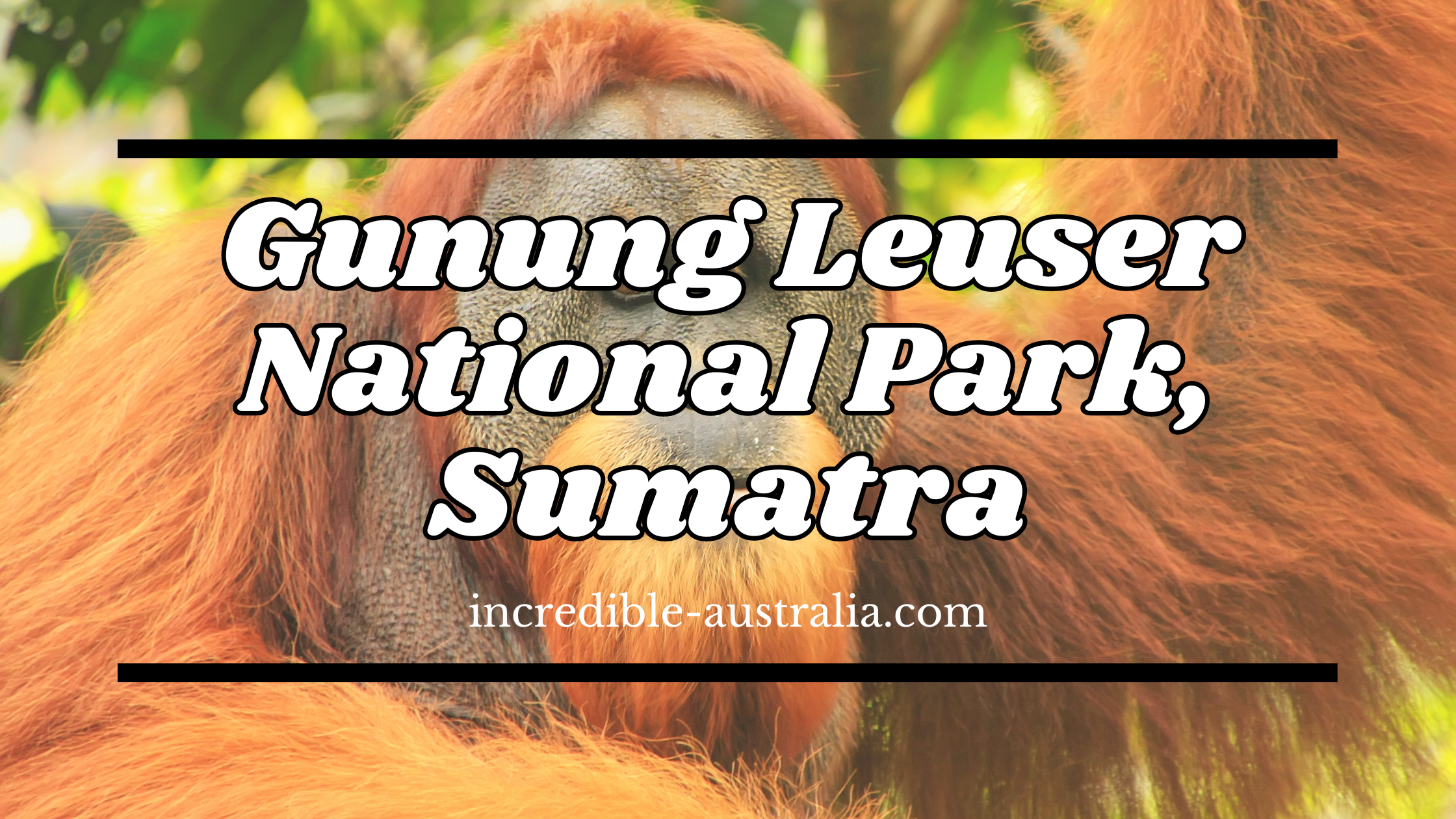 Gunung Leuser National Park, Sumatra