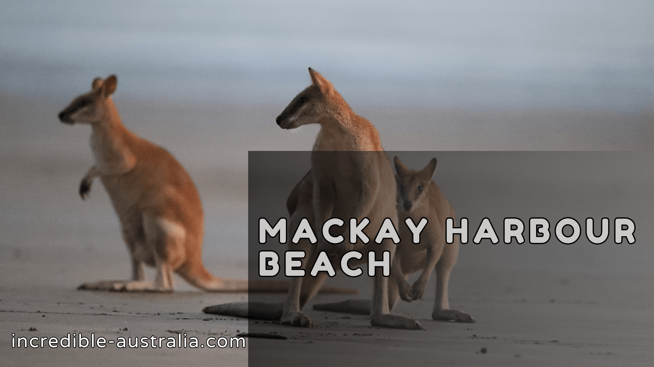 Mackay Harbour Beach