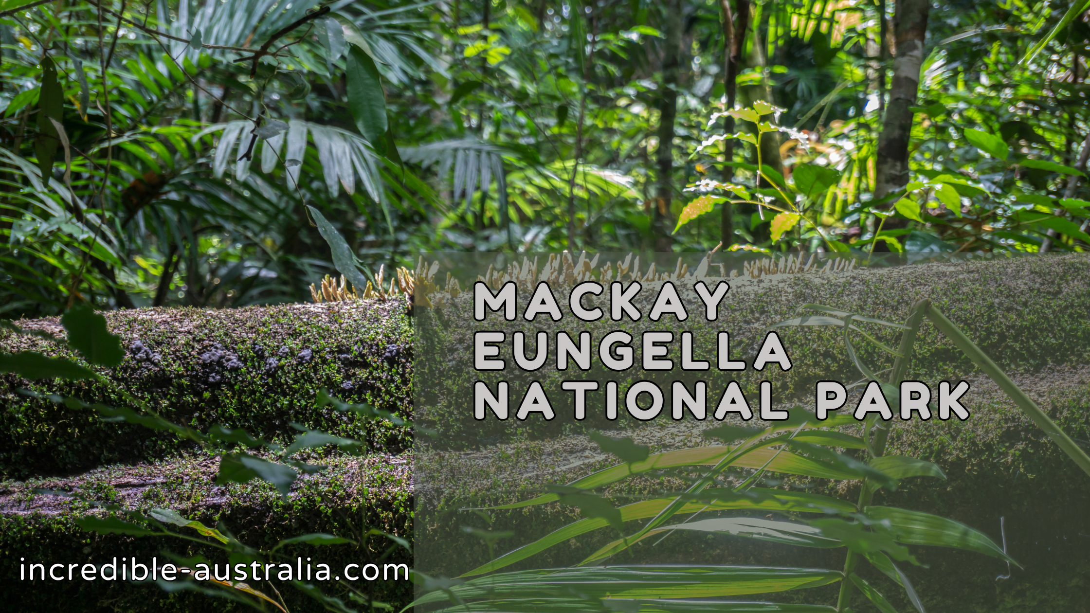 Mackay Eungella National Park